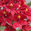 Epidendrum orchid