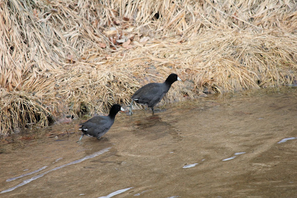 Spotting Image 1