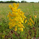Large-Bract Corydalis