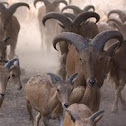 Barbary sheep