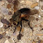 Tachinid Fly