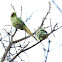 Rose-ringed Parakeet