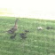 Mallard
