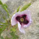 Dwarf Breadseed Poppy