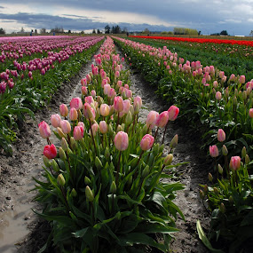by Kirsten Morse - Landscapes Prairies, Meadows & Fields