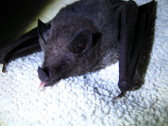Spotting Image 1
