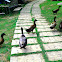 Domestic Duck