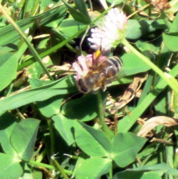 Spotting Image 1