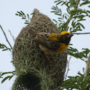 Baya weaver