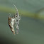 Mercury spider?