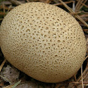 Common earthball