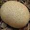 Common earthball