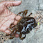 Fresh water crab