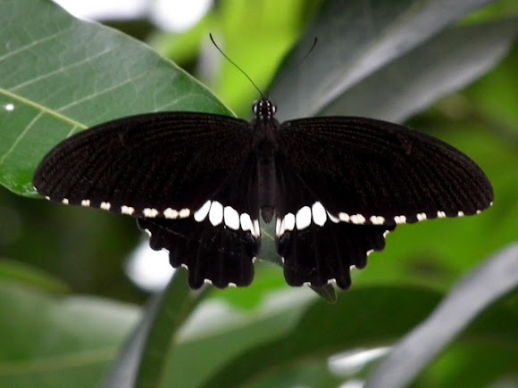 Spotting Image 1