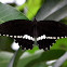 Polydamas Swallowtail