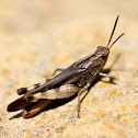 Grasshopper