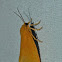 Moth