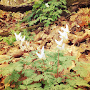 Dutchman's Breeches