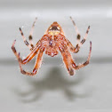 Marbled Orbweaver