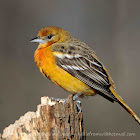 Baltimore Oriole