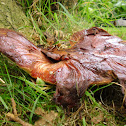 Beefsteak Fungus/Biefstukzwam