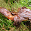 Beefsteak Fungus/Biefstukzwam
