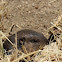 Botta's Pocket Gopher