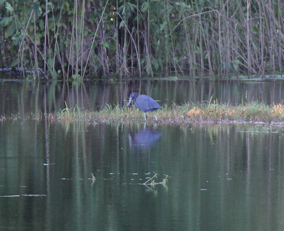 Spotting Image 1