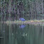 Little Blue Heron