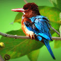 White-throated Kingfisher