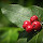 Fruits of Western Ghats of India