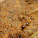 Ants