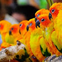 Sun Conure