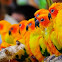 Sun Conure