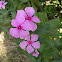 Vinca / Sadabahar