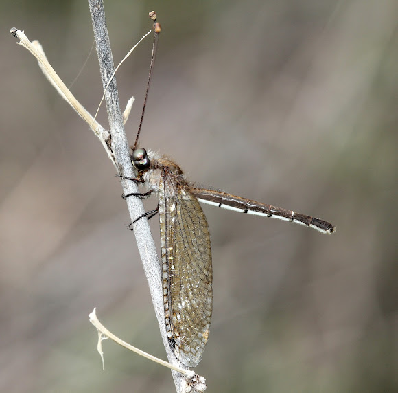 Spotting Image 1