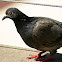 Rock Dove