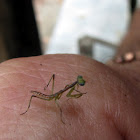Praying mantis