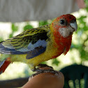 Eastern Rosella 