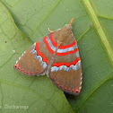 Unknown Moth