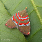 Unknown Moth