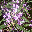 Hovea