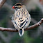 Pin-tailed whydah