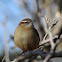 Carolina Wren