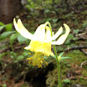 Yellow Columbine