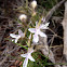 Pinillo falso, hierba de la cruz