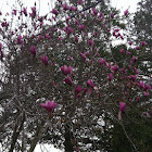 Japanese Magnolia