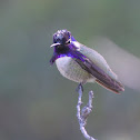 Costa's Hummingbird