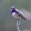 Costa's Hummingbird