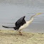 Australasian Darter
